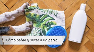 Cómo bañar y secar a un perro Cómo bañar y secar a un perro