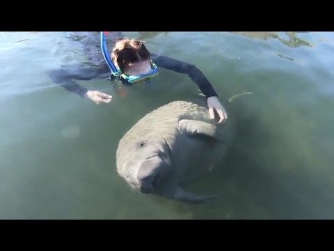 Wildlife experts weigh-in as starvation still poses as threat to Florida's manatees
