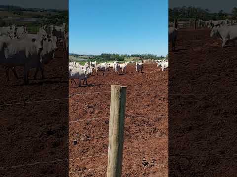 fazenda, ipê, terra boa PR.