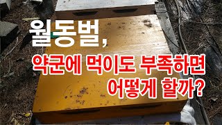 월동벌, 이 시기에 관리소홀로 약군에 먹이도 부족하다면 어떻게 할까?