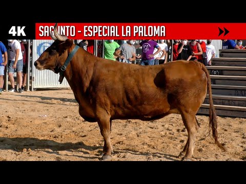 4K ▪ SAGUNTO ▪ Especial LA PALOMA