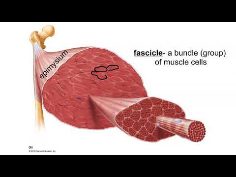 Layers of Connective Tissue in Skeletal Muscle