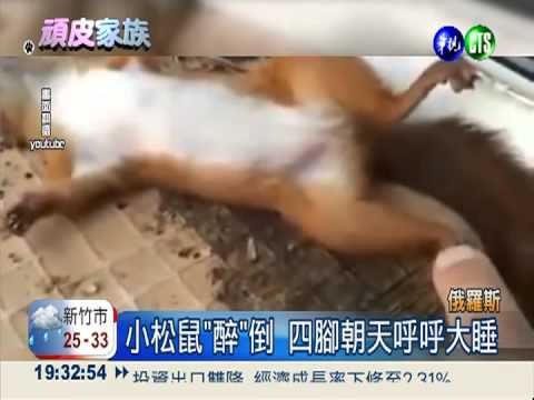 制"伏"妙招! 松鼠闖空門反遭灌醉