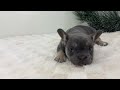 French Bulldog dogs for sale: Helen - Video 1