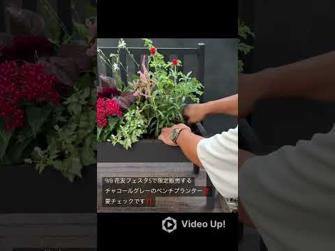 2023年の太陽に強い花は何ですか