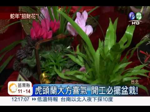 新年搶手花卉! 鳳梨花招好運