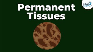 What are Permanent Tissues? | Don't Memorise