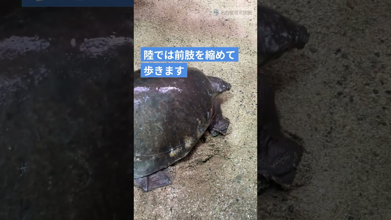 ブタバナガメ陸を歩く　#名古屋港水族館　#shorts