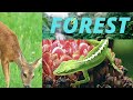 The Secret Of Forest Animals Nature Thinknature55