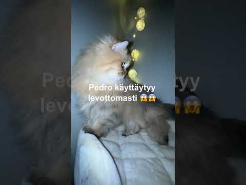 luulin että päästiin karkuun Jarin armeijalta 😩