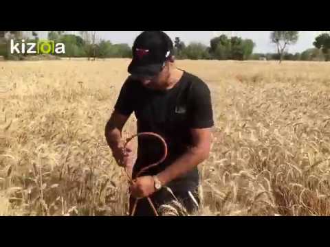 Nankana sahib wale by Umair world