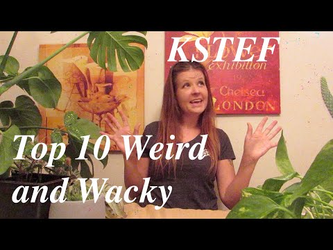 Top #10 Weird and Wacky House Plants/Succulents!  Late Summer 2020 #KSTEFFORLIFE