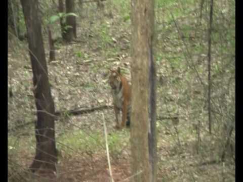 Chikmagalur video