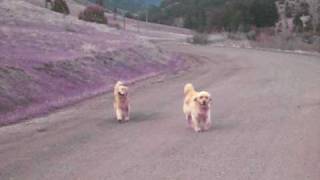 Mattiaci Goldens on our 5 mile run: Hamer on Left, Han on right