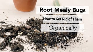 Root Mealy Bugs｜How to Get Rid of Them Organically｜Houseplant & Outdoor Plants Care Tips