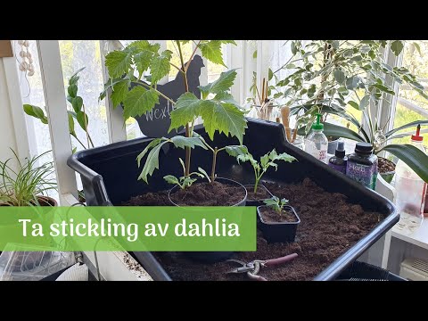 Ta sticklingar av dahlia – guide + video | Wexthuset