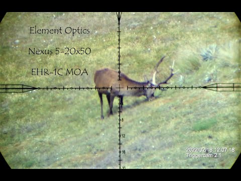 Majestic Wild Red Stag Vs 7mm Rem Mag. Pre ROAR deer hunting NZ. Epic shot seen through the scope!