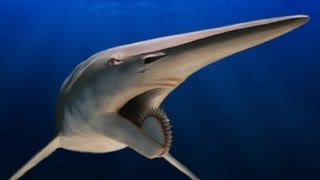 Helicoprion Shark