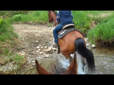 Jabar Tresor (by Gazal Al Shaqab )Saddle Training_5