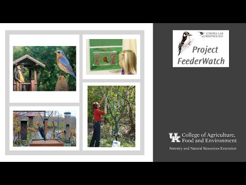 Project FeederWatch