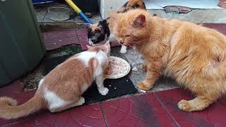 Sedang Sarapan bersama dr kakak tertua sampai anak 🤭😊 #catlovers #vod #youtube