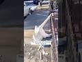 Poor swan __ Thank you man for saving the swan life _ And taking care of the swan 🥺 #shorts #swan