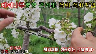 체리나무 영양 관리및 적뢰.적화방법