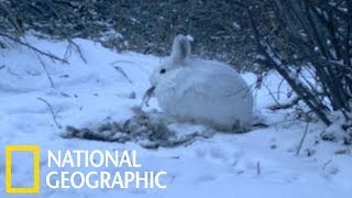 [問卦] 人類能吃素又能吃葷，是不是很猛？