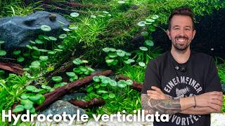 Hydrocotyle verticillata | Liquid Nature Pflanzenvorstellung