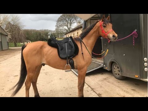 Farouk and THE WEATHER! Thunder, hail stones and lightning. How will he cope? 🫣 ⛈️