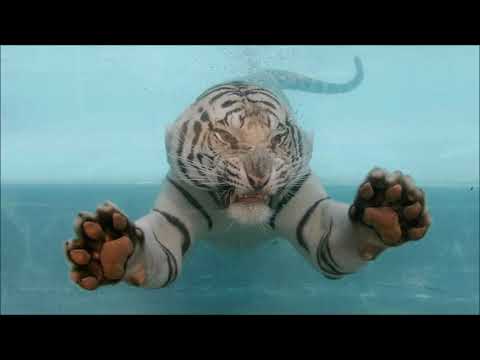 Уатафак - Бенгам