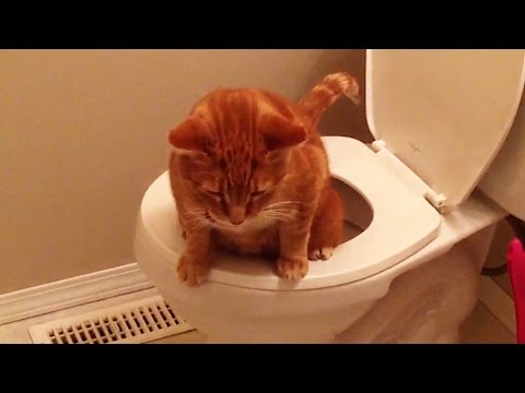 Why Cats Are Better Than Dogs - YouTube