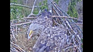 A fish down in one! Latvian White-tailed Eagles. 18 April 2024