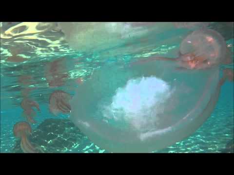 Méduse Lune Aurelia Aurita