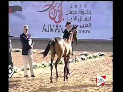 N.40 DURAH AL HAWAJER - Ajman 2016 - Yearling Fillies 1 year old (Class 1C)