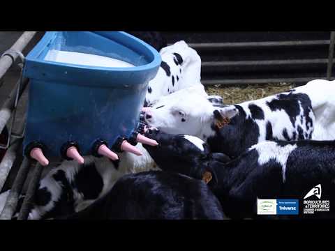 , title : 'Distribution lait fermenté pour les veaux'