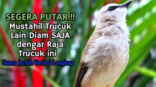 Download lagu Trucukan GACOR ngalas ROPEL PANJANG suara alam AMPUH buat pancingan jadikan trucuk Gacor GARUDA mp3