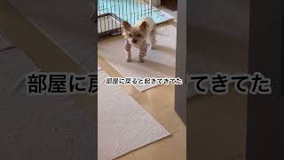 【ヨーキー】老犬との暮らし　うさぎと犬　#shorts