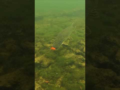 Goldfish ? Yummy yummy ! #pike #fishing #underwaterworld