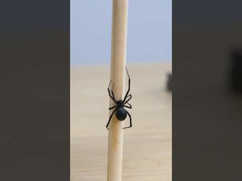 Testing if black widow silk is really stronger than steel