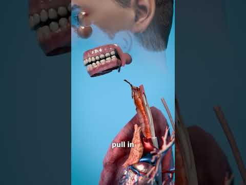 Why Do We Hiccup? 🤔