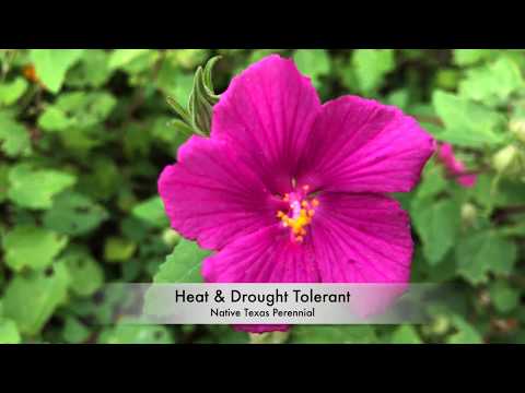 download lagu mp3 mp4 Pavonia Rock Rose, download lagu Pavonia Rock Rose gratis, unduh video klip Pavonia Rock Rose