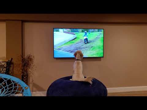 golden doodle Shiloh watching himself on you YouTube