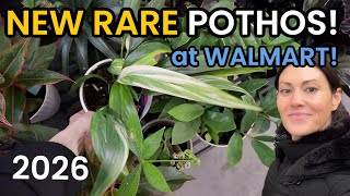 EXCITING New Rare POTHOS Plants at Walmart! Big Box Plant Shopping - Walmart Indoor Plant Finds