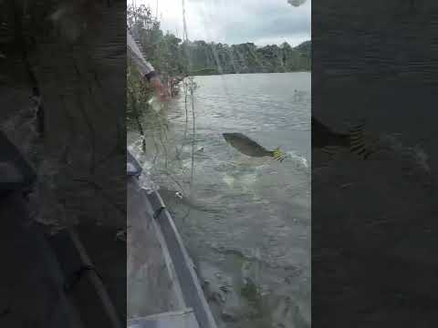 Acertei um Cardume de Peixe 😱 #videoshorts no Amazonas