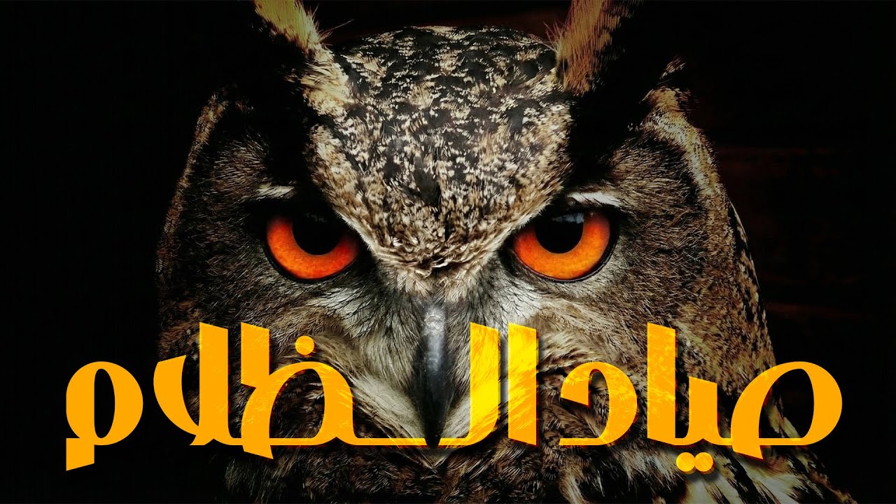 أخطر طائر في مملكة الحيوان! | البومة