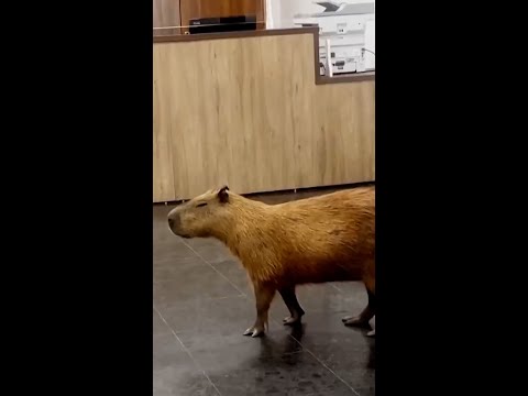 Capybaras walk into state legislature building in Brazil