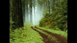 Paradise -  Sharif (Lyrics)