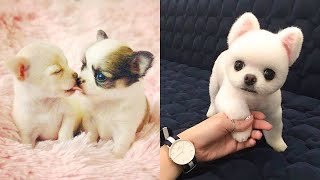 Baby Dogs - Cute and Funny Dog Videos Compilation #63 | Aww Animals