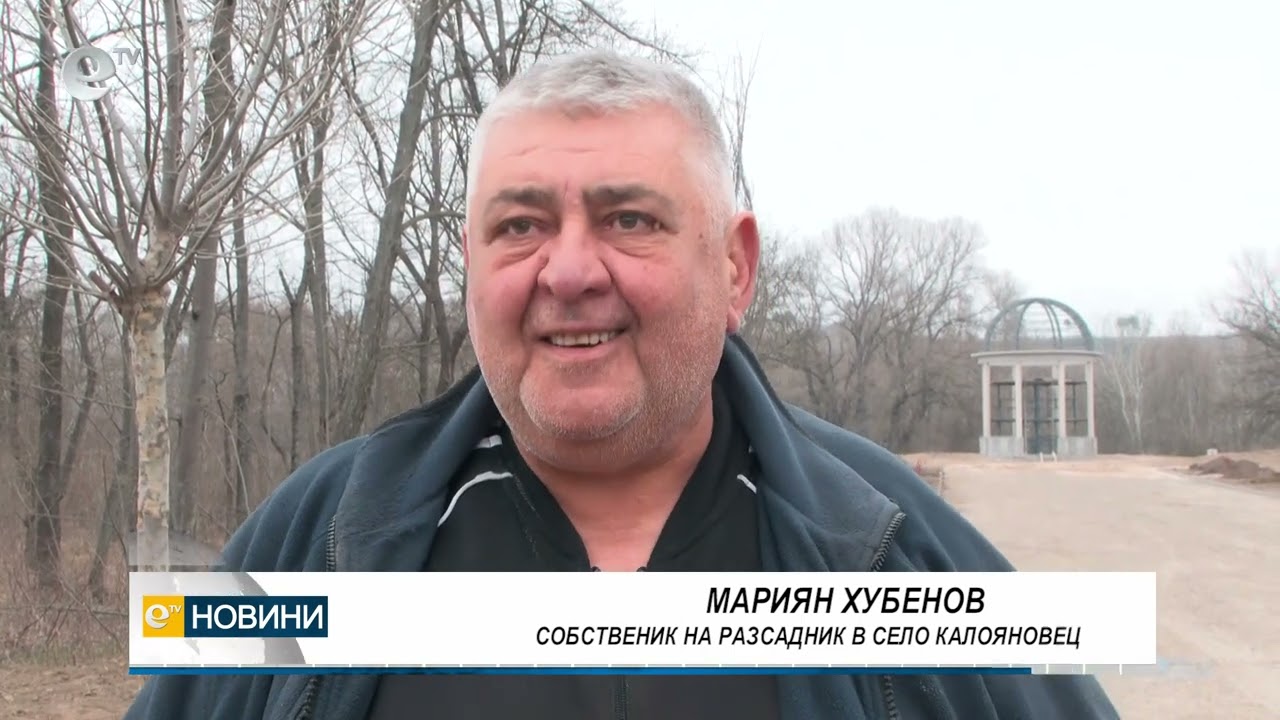 Засаждат 20-годишни чинари в парк Марица в Димитровград